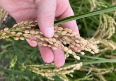 646ab8e7b349630ae215b2e6 IMG 0923 min - آناتومی برنج | آشنایی کامل با ساختار و اجزای دانه برنج