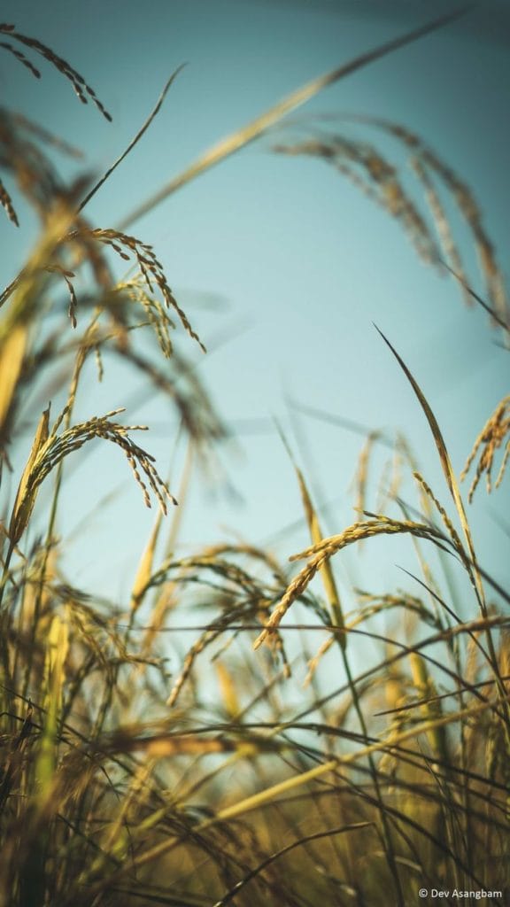 Rice Plants Photography 4K Ultra HD Mobile Wallpaper for iPhone Android - درباره ما