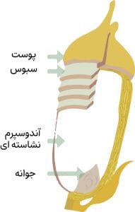 The Anatomy of Rice - تبدیل جادویی برنج: کشف علم پشت پخت کامل و بافت بینقص برنج