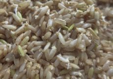 sprouted brown rice - برنج جوانه‌زده چیست؟