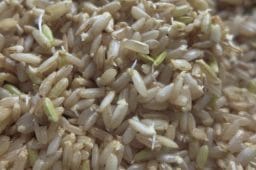 sprouted brown rice - برنج جوانهزده چیست؟