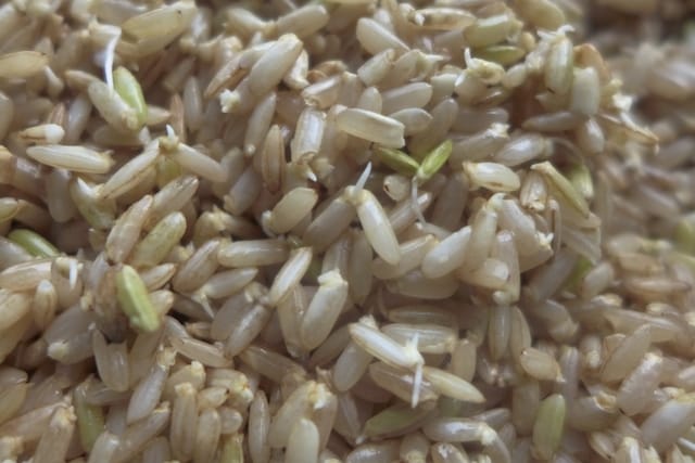 sprouted brown rice - برنج جوانهزده چیست؟
