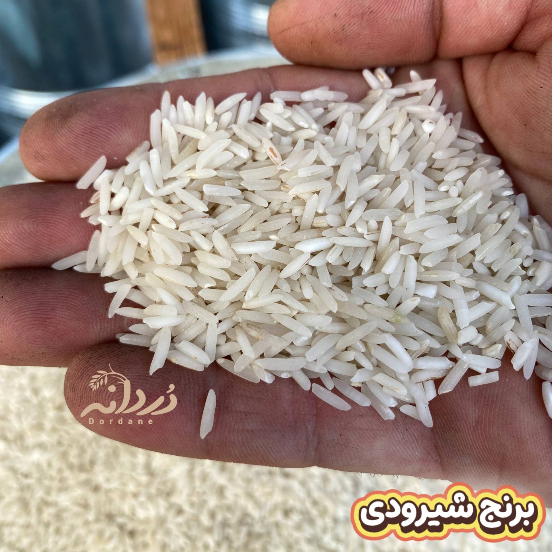 برنج شیرودی 10 کیلویی