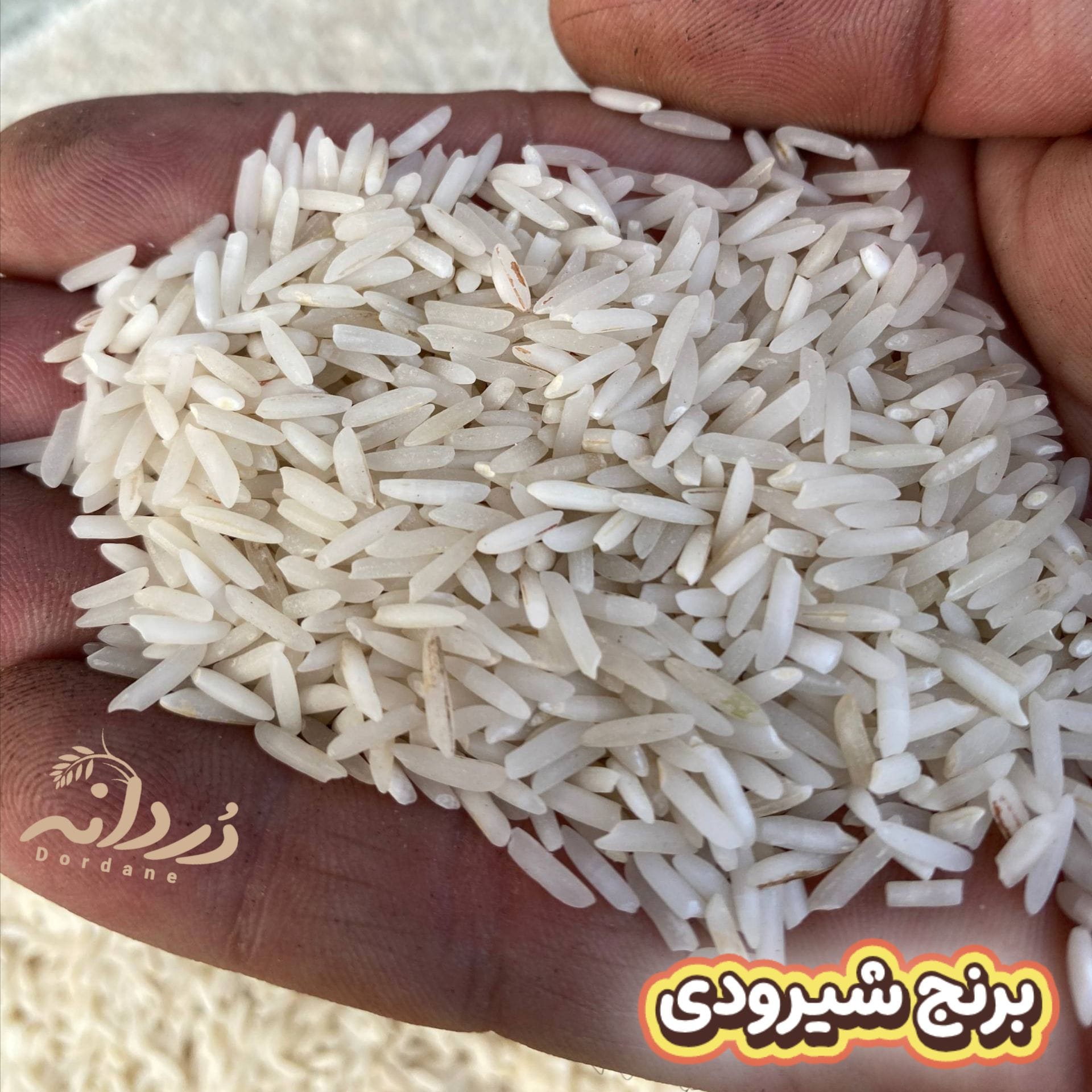 برنج شیرودی 10 کیلویی