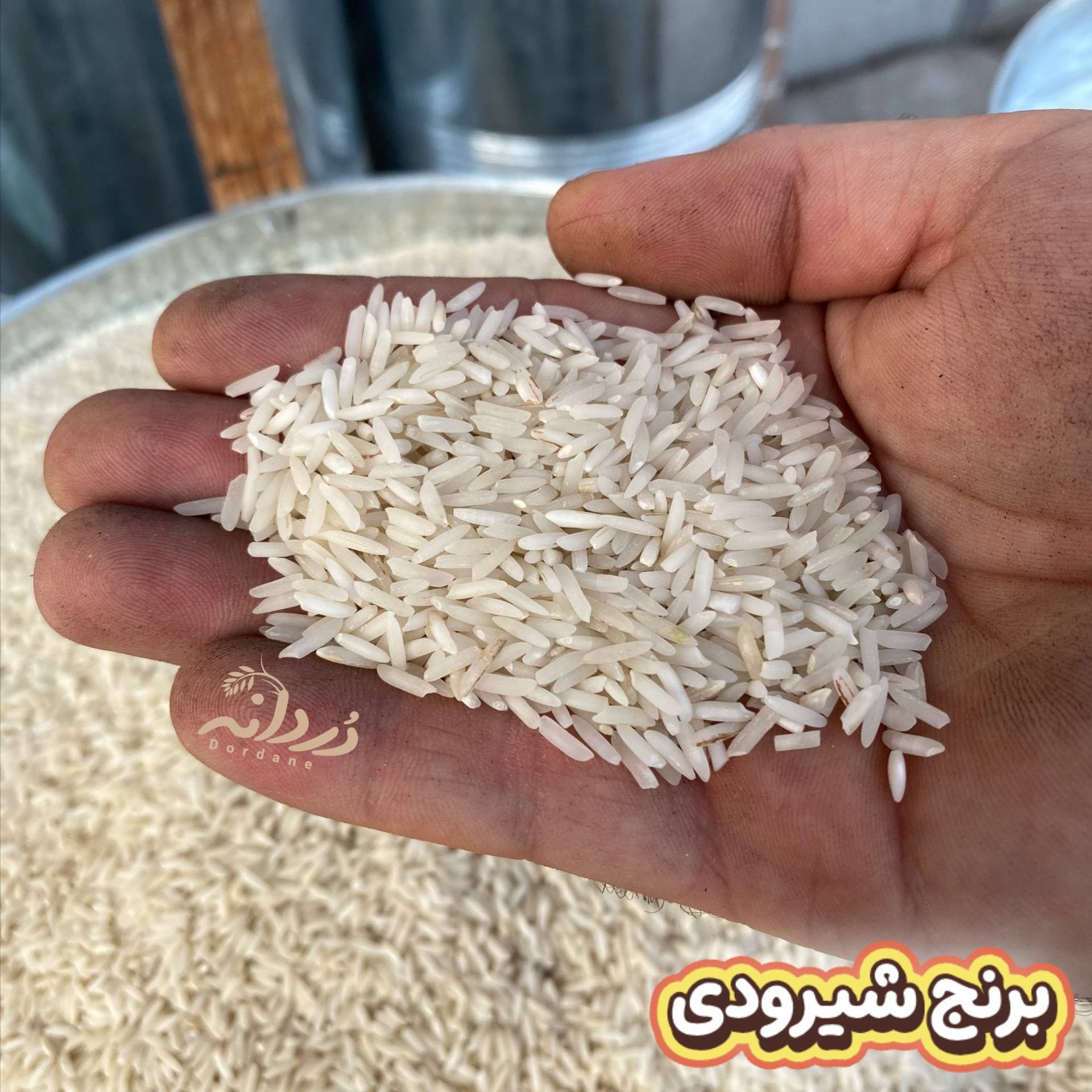 برنج شیرودی 10 کیلویی