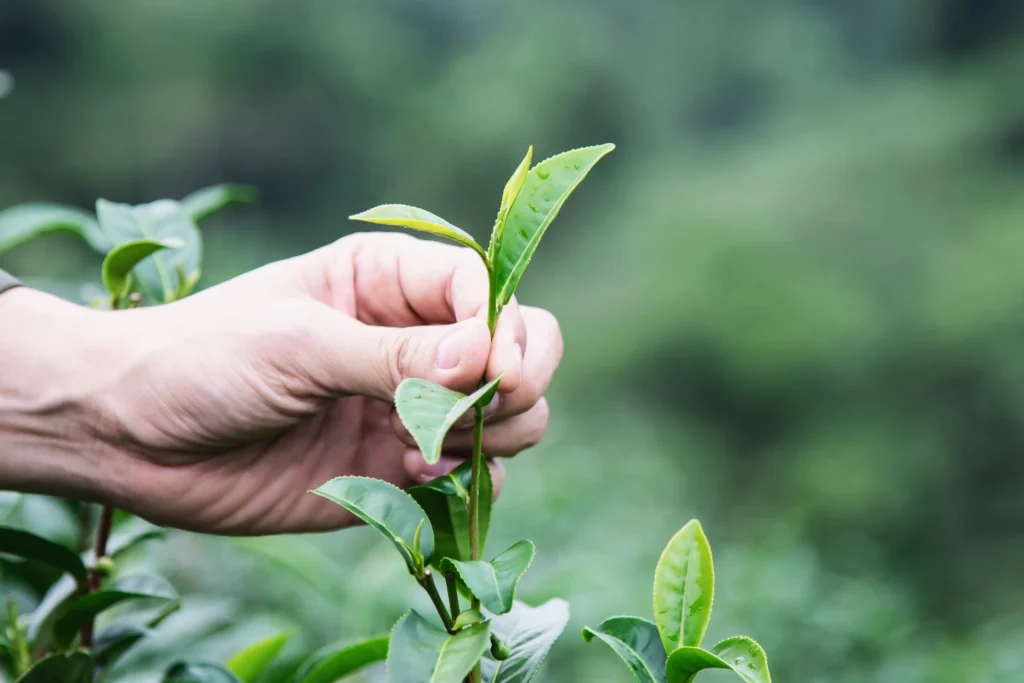 man harvest pick fresh green tea leaves high land tea - چای سرگل سماموس – دردانه