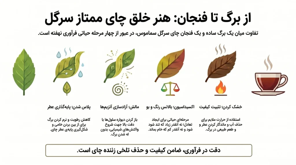 فراوری برگ سبز چای - چای سرگل سماموس – دردانه