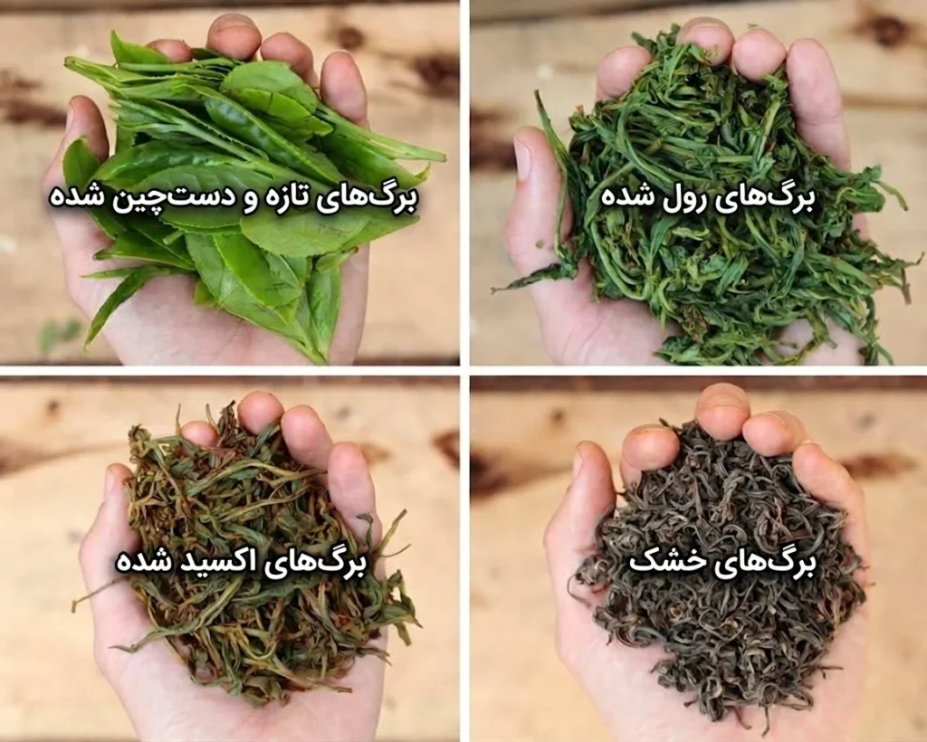 چهارمرحله فرآوری چای - چای دستی درفک – دردانه